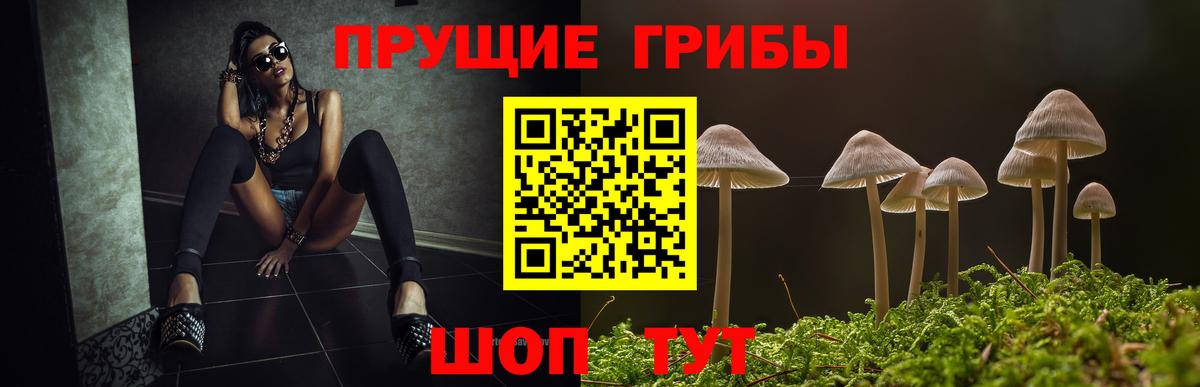 Псилоцибиновые грибы прущие грибы  Вход с VPN  Тамбов  Псилоцибиновые грибы Psilocybine cubensis 